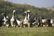 futurs foies gras futurs foies gras
