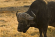African buffalo