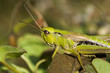 Green grasshopper