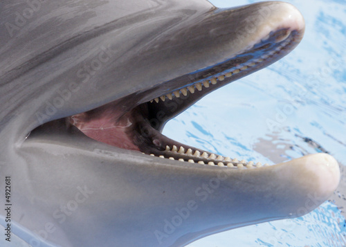 Photo: DOLPHIN TEETH DOLPHIN TEETH