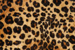 Leopard Spots