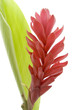 fleur alpinia fleur alpinia