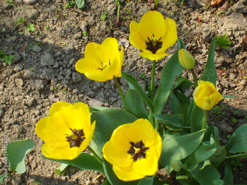 Photo: Tulipani gialli pianta Tulipani gialli pianta