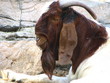headshot of sleeping goat