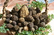 Panier de morilles