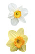 Photo: Daffodil and narcissus with dewdrops, isolated on white Daffodil and narcissus with dewdrops, isolated on white