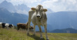 Kalb auf der Alm