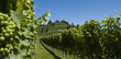 Weinberg im Sommer