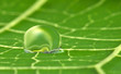 waterdrop on a leaf