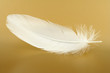 feather close-up feather close-up