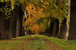 Kastanienallee