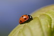 Käfer auf Blatt