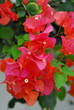 Bougainvillea