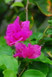 Tropical Flower