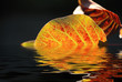 Feuille d'automne