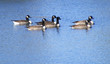 Canadian Geese Canadian Geese