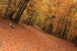balade en forêt de fontainebleau