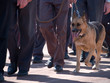 k-9