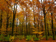 Blick in den Herbst Blick in den Herbst