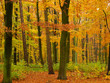 Goldener Herbst Goldener Herbst
