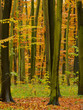 Waldweg im Herbst Waldweg im Herbst