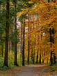 Weg im Herbstwald Weg im Herbstwald