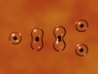 Cell Division