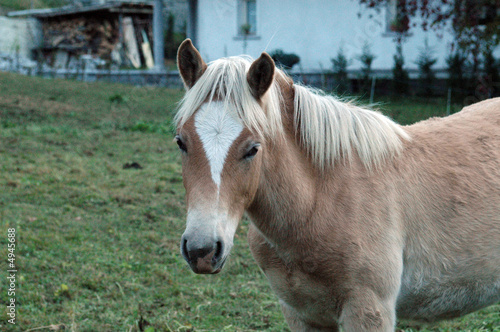 cavallo