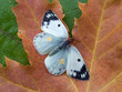 butterfly on a yellow sheet butterfly on a yellow sheet