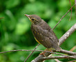 Young Thrush 2