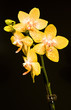 Orchidea Orchidea