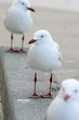 3 Seagulls..