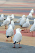 Group of seagulls..
