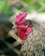 Cock's head