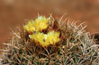 Photo: Flowers 'n Bees Flowers 'n Bees