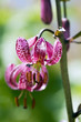lis martagon - jardin alpin du lautaret