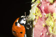 Lady bug attacking aphids