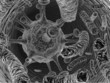 Virus