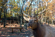 Elk (Cervus canadensis) in autumn