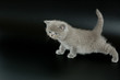 scottish straight cat