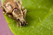 Weevil resting on leaf