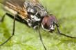 Portrait of a fly