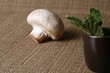 Mashroom isolated