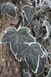 The ivy