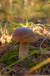 in the forest