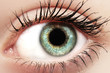 Eye Macro Shot Eye Macro Shot