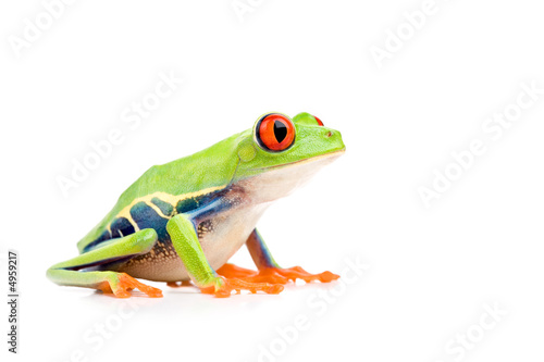 Photo: red-eyed tree frog isolated on white red-eyed tree frog isolated on white