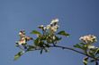 Blüte des Schlehdorns