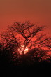 lever soleil sur etosha en namibie
