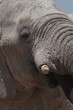 elephant gros plan etosha en namibie
